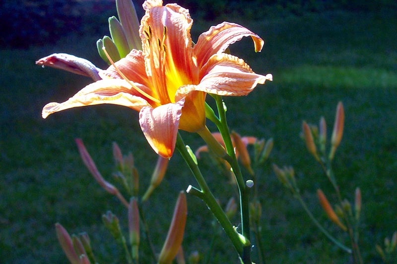 June, Photos in a friend's garden...